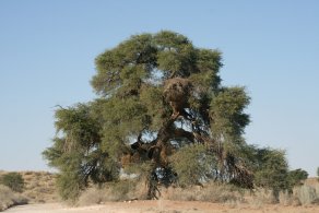 Sociable weavers build huge communal nests (October 2016)