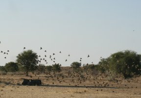 Kgalagadi Transfrontier Park (October 2016)