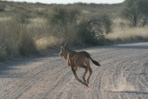 Young Gemsbok (October 2016)