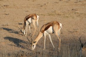 Kgalagadi Transfrontier Park (October 2016)