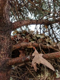 A nest (December 2016) A nest (December 2016)