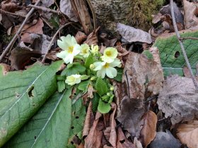 First day of spring - primrose (March 2017) First day of spring - primrose (March 2017)