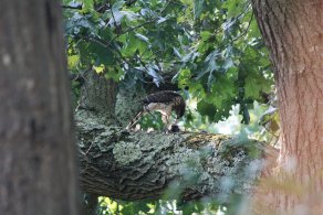 Birds and a raptor - on my backyard (August 2017)