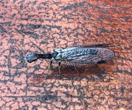 Snakefly (May 2018)