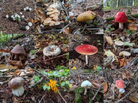 Every kind of mushroom... (October 2019)