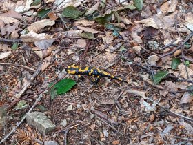 Fire salamander (June 2020)