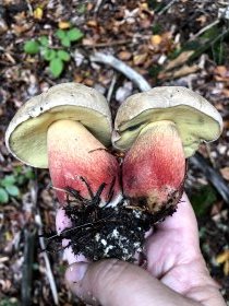 Mushrooms picking (October 2020)