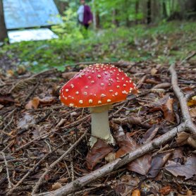 If we'd picked fly agaric, we would already have our baskets full (October 2020)