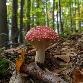 Mushrooms picking (October 2020)