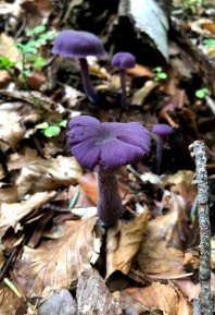 Amethyst Deceiver (October 2020)