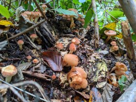 Mushrooms picking (October 2020)