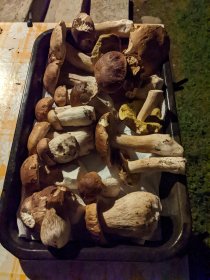 Mushrooms (September 2022)