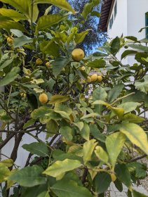 It is February...and lemons are ripening (February 2023)