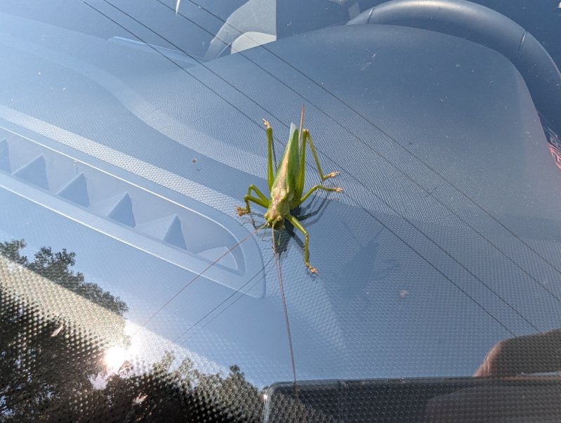 Grasshopper traveled with us on the windshield 50 miles (August 2023)