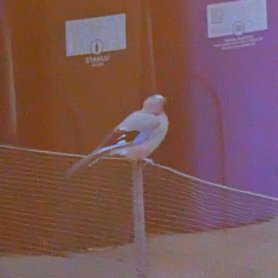 Jaybird on the neighbor's fence (August 2023)