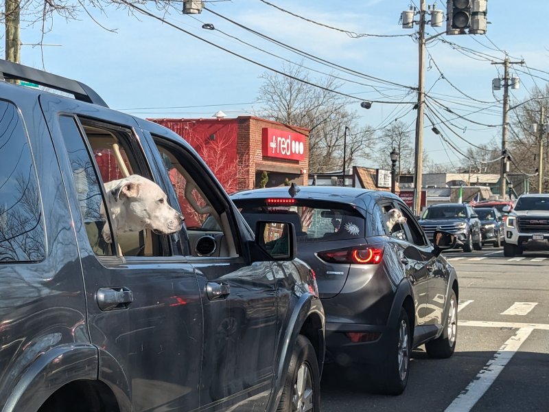 Two dogs - a father and a son each in their own car? (March 2024)