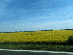 Rapeseed...and more rapeseed... (April 2024)