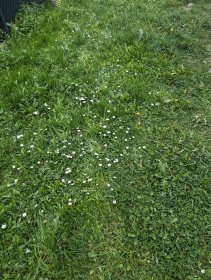 Daisies in our yard (April 2024)