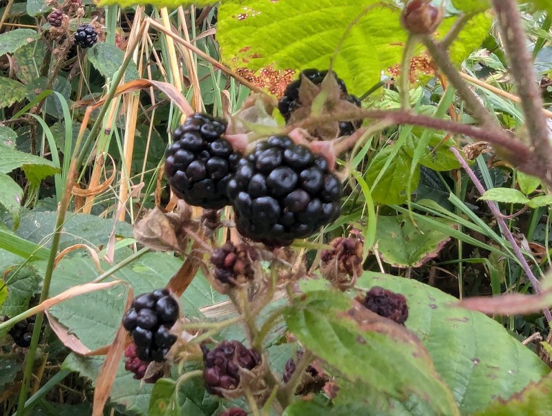 Blackberries (August 2024)