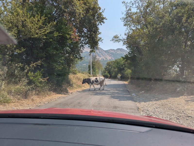 Cattle freely roaming roads is common (August 2024)