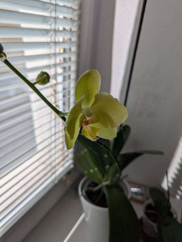 Blooming orchid (September 2024)