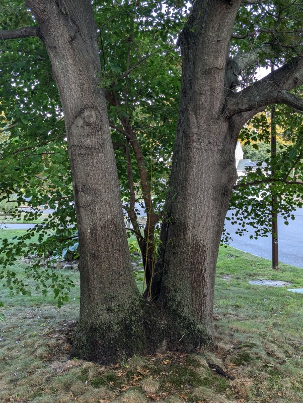 Bamboo growing on the tree (September 2024)