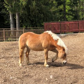 Vychdzka (April 2018)