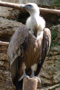 Griffon vulture (June 2013)