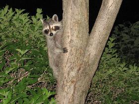 Raccoon (June 2007)